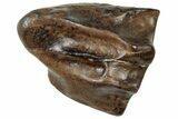 Fossil Dinosaur (Triceratops) Shed Tooth - Wyoming #315061-1